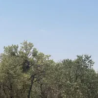 فروش آب قنات،باغ ، باغچه ، زمین کشاورزی با آب قنات|فروش دفتر صنعتی، کشاورزی، تجاری|آباده, |دیوار