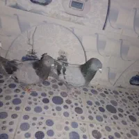 جفت‌سبز‌‌بازیکن‌.به ضمانت