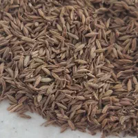 زیره سبز خراسان