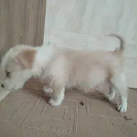 اشپیتز سگ|سگ|فردوس (خراسان), |دیوار