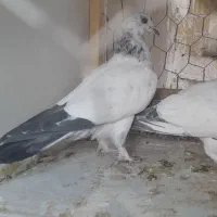 فروشی . یک جفت جوجه همه چیز تموم