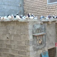 کبوتر طوقی|پرنده|اژیه, |دیوار