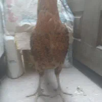 گوژپشت|حراج|مشهد, امیرآباد|دیوار