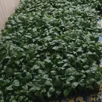 نهال بادمجان