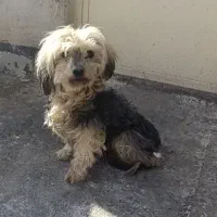 سگ پاکوتاه فر خونگی ماده