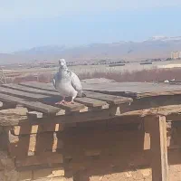 کبوتر پرشی|پرنده|مشهد, فرخد|دیوار