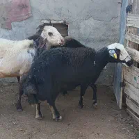 3راس میش عشقی قوچ خورده|حیوانات مزرعه|سیمین شهر, |دیوار