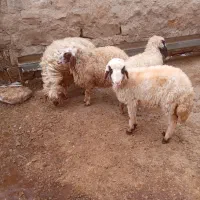 فروش ۴راس بره ماده  داشتی هم قصابی دانه ۹۷۰۰ملیون
