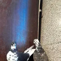 کفتر قاره دم سفید|پرنده|ملایر, |دیوار