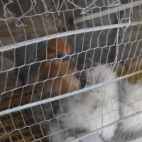 جوجه ابریشمی|حیوانات مزرعه|مشهد, ویلاشهر|دیوار