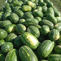 نیازمند پنج تا ده نفر کارگر برا کشت هندوانه