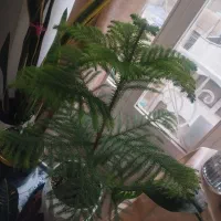 کاج مطبق سالم و سر حال