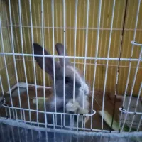 بچه خرگوش خوشگل و زرنگ|موش و خرگوش|سبزوار, قصبه شرقی|دیوار