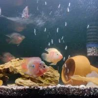 ماهی|ماهی|شهرکرد, |دیوار