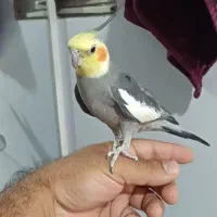 عروس هلندی نر سخنگو|پرنده|آبیک, |دیوار