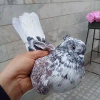 کبوتر پرشی بشرط|پرنده|ری, صالحآباد شرقی|دیوار