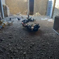 فروش تخم مرغ بومی