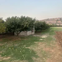 ۲۵۰متر زمین کشاورزی دارای درختان هلو