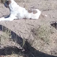 این سگ  یک ماه  هست  در آباده گم شده