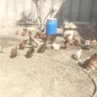 غاز نر.خروس محلی جوان|حیوانات مزرعه|هشتگرد, تهران دشت|دیوار