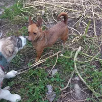 واگذاری پاکوتاه نگهبان