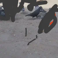 نر زاغ بضانت