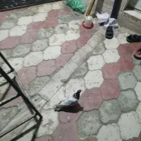 کبوتر کله سخ|پرنده|شیراز, میانرود|دیوار