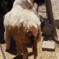 فروش دو راس میش بختیاری  جوون و چاق