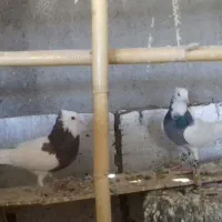 طوقی نرو ماده 1800