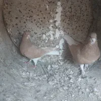 خوشرنگ زرد یال چپ|پرنده|کوه چنار, |دیوار