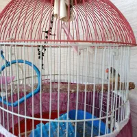 فنچ|پرنده|اصفهان, شهرک میلاد|دیوار