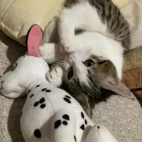 گربه dsh|گربه|کرج, شهرک مترو|دیوار