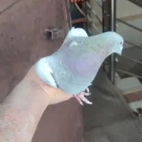 پلاکی|پرنده|قزوین, |دیوار