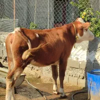 گاو و گوساله سمینتال سه راس مخصوص کشتار و داشتی|حیوانات مزرعه|قائم‌شهر, |دیوار