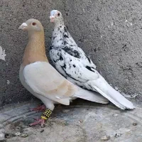 نر و ماده سرور عطیقه و ۵ عدد صید