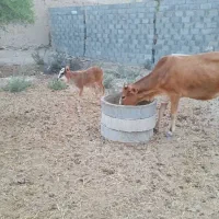 گاوگوساله