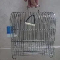 عروس هلندی|پرنده|سبزوار, شهرک جهاد|دیوار