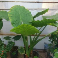 بابا ادم ریشه پرس|گل و گیاه طبیعی|پارسآباد, |دیوار