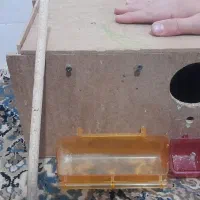 ۱عدد لانه طوطی یا عروس