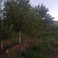 باغ فروشی ـ  روستای ویهج|فروش زمین و ملک کلنگی|قروه, |دیوار