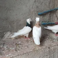 یه جفت طوقی ..|پرنده|ایلام, |دیوار