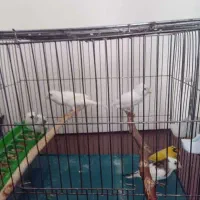 فروش قناری نر و ماده|پرنده|پردیس, فاز ۱|دیوار