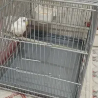 مرغ عشق با قفس سهره ای|پرنده|فردیس, فردیس|دیوار