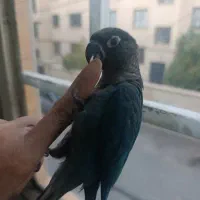 گرینچیک نژاد اصل تراکوییس پا مشکی جنسیت نر