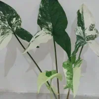 سینگونیوم