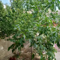 خانه ویلایی در فیروزکوه ۱۸۰متری دارای سند تک برگ|فروش خانه و ویلا|فیروزکوه, |دیوار