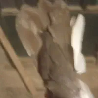 نروماده اماجفت نیستن|پرنده|کوهسار (البرز), |دیوار