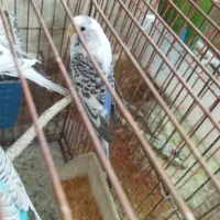 پرنده|پرنده|کوه چنار, |دیوار