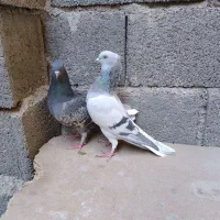 کبوتر دم سفید . دوکت . سرخ