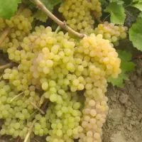 نهال انگور ایرانی وخارجی و درختان موثمر